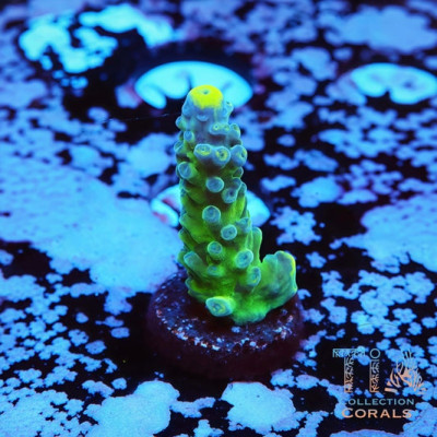 WWC Yellow Tips Austera Acropora Frag