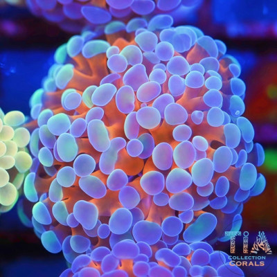 TIA Crystal Ember Hammer Frag