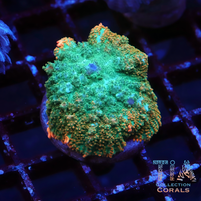 TIA Gold Rim Jade Bounce Mushroom
