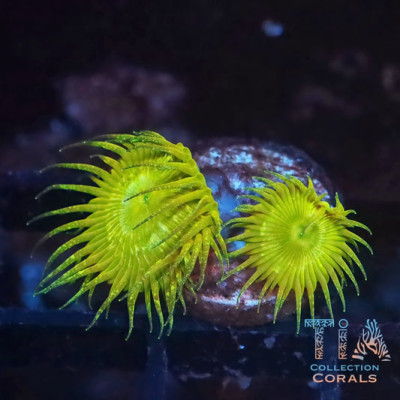 Rare Glitter Palythoas Frag