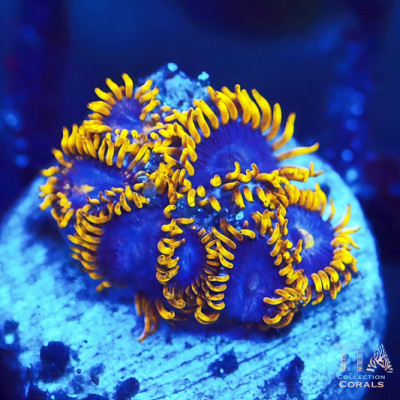 WWC Blue Angels zoanthids