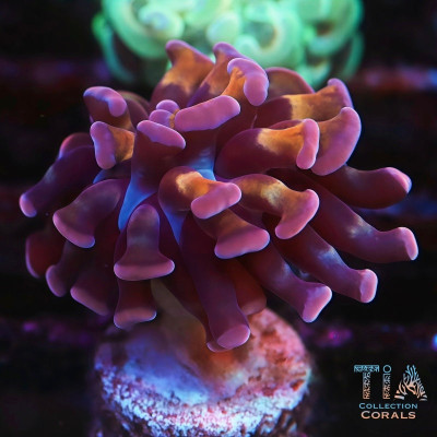 Purple Gold Stem Hammer Frag