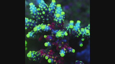 TIA Thunder Plum Acropora Colony (cut to order)