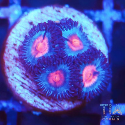 JF Frostbite Zoanthids Frag