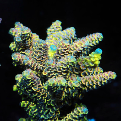 TIA Neon Mosaic Grafted Tenuis Colony (cut to order)