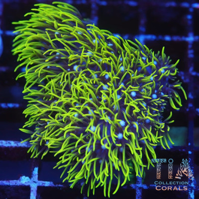 Green Star Polyps