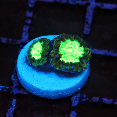 Nuclear Wave Blastomussa Frag