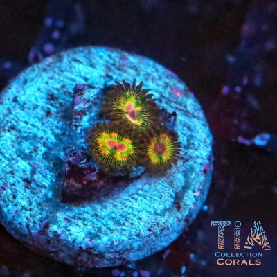 Luigi's Mansion Zoanthids Frag