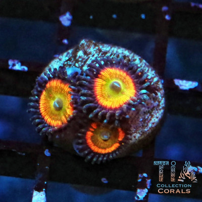 Sunny D Zoanthids Frag