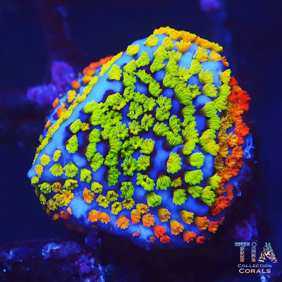 Fruity Pebble Rainbow Montipora Frag