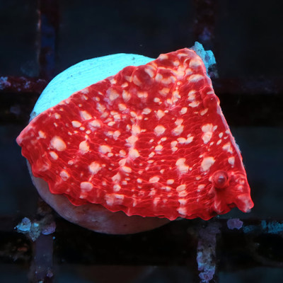 TIA Bloody Snow Chalice