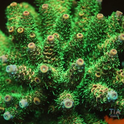 TIA Jade Bloom Acropora Colony (cut to order)