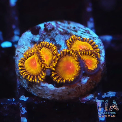 Golden Kiwi Zoanthids Frag