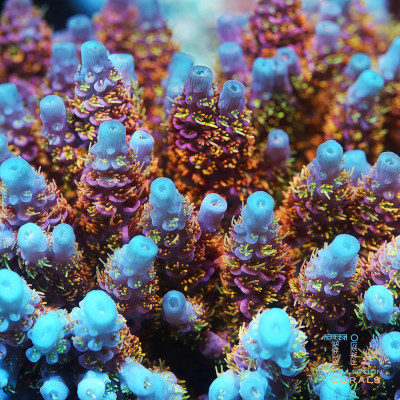 TIA Stellar Flare Acropora Colony (cut to order)