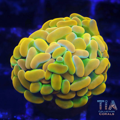 BK Chem Willy Wonka Hammer (Rare)