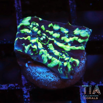 Biohazard Chalice Frag