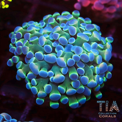 Electric Blue Rainbow Hammer Frag