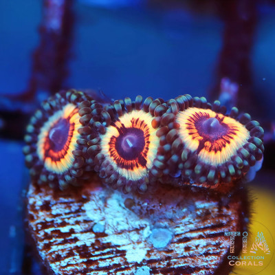 Vampire IN Drag Zoanthids