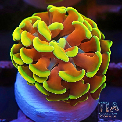 TIA Gold Mine Hammer Frag