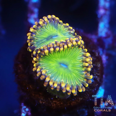 TIA Green Goblin Zoanthids Frag