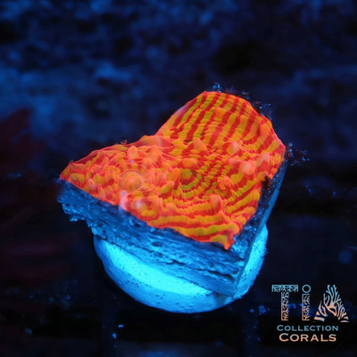 TCK Inferno Convict Chalice Frag