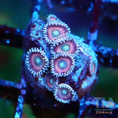 Atomic Peach Zoanthids