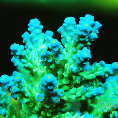 TIA Ice Opal Acropora Colony (cut to order)
