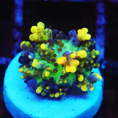 Magic Carpet Mushroom