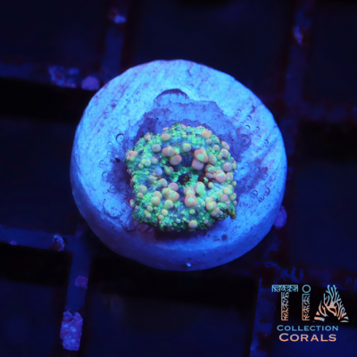 Neptune Bounce Mushroom