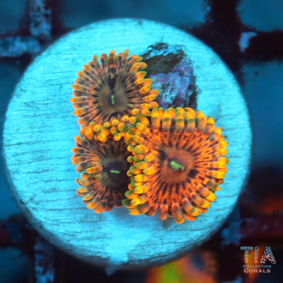 Tiger Eye Zoanthids Frag
