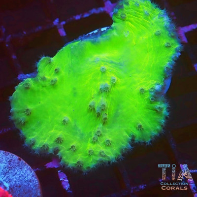 Neon Green Cabbage Leather