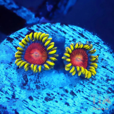 Electric Shocktopus Zoanthids Frag