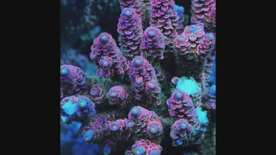 TIA Signature Pink Lumina Tenius Acopora