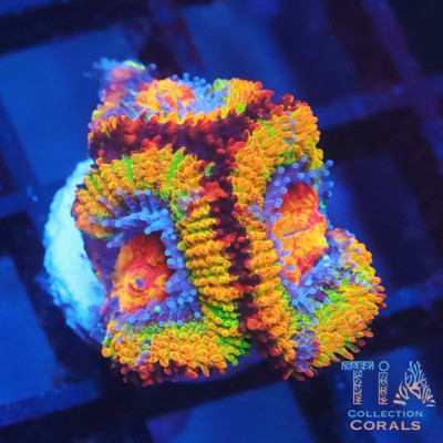 TIA Jolly Ranger Rainbow Acan