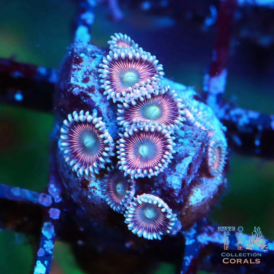 Atomic Peach Zoanthids Frag
