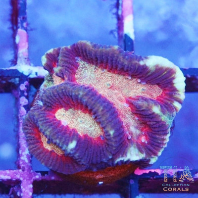 Ultra Platygyra Frag