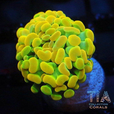 BK Chem Willy Wonka Hammer Frag (Rare)