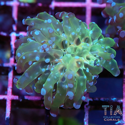 Multicolor Frogspawn Frag