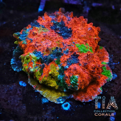 TIA Kaleido Meltdown Rainbow Chalice Colony (cut to order)
