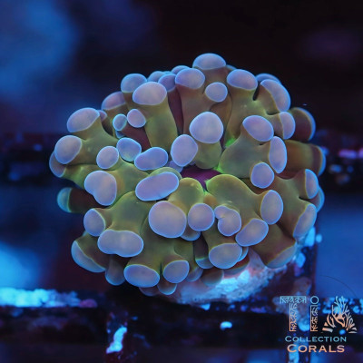 TIA Moonstone Frammer Frag