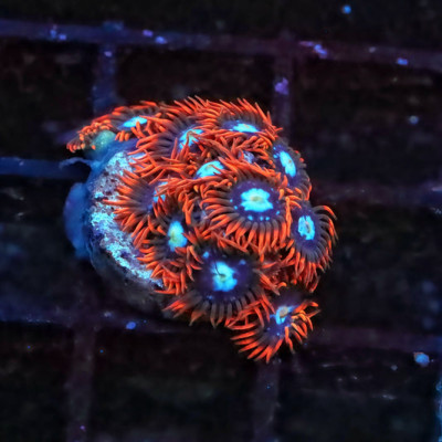 Frost Fire Zoanthids Frag