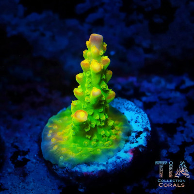 TIA Inferno Firefly Acropora Frag