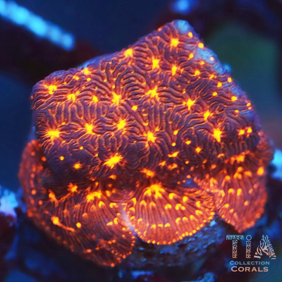 Fireworks Leptoseris Frag