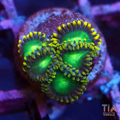 Radioactive Dragon Eye Zoanthids Frag
