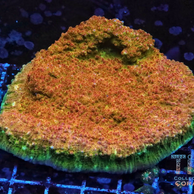 TIA Candied Tangerine Cap Chalice Colony (cut to order)
