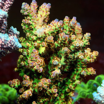 TIA Nebula Selago Acropora Colony (cut to order)