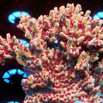TIA Burning Phoenix Acropora Colony (cut to order)