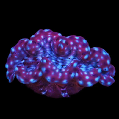 Aquacultured Squamosa Clam 3"+