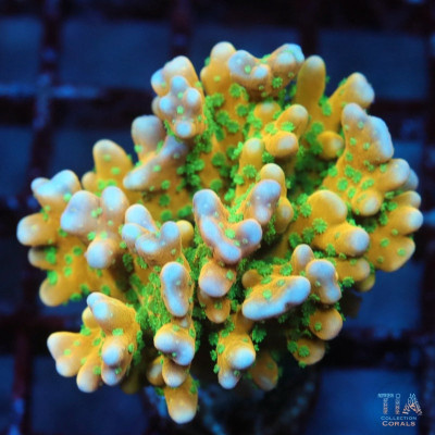 RRC Tropicana Anacropora Colony (cut to order)