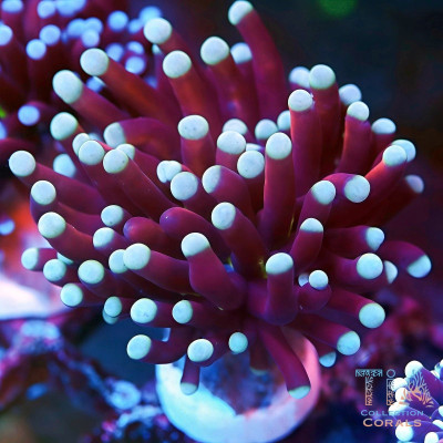 Fathead Green Mouth Gold Torch Frag